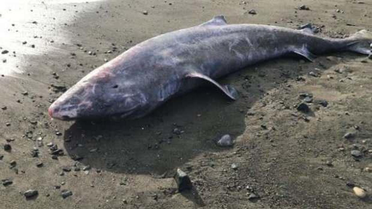 Kıyıya vuran köpek balığının otopsisinde şaşırtan sonuç: Dünyada böyle bir şey yok