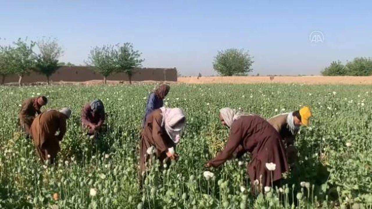 Taliban'ın yasağına rağmen haşhaş ekimi sürüyor
