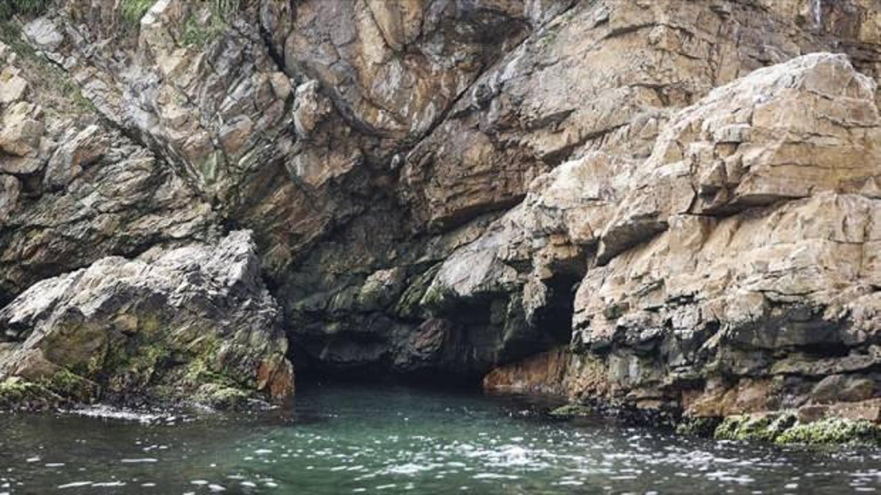 Adalar'da Akdeniz foku mağarası tespit edildi