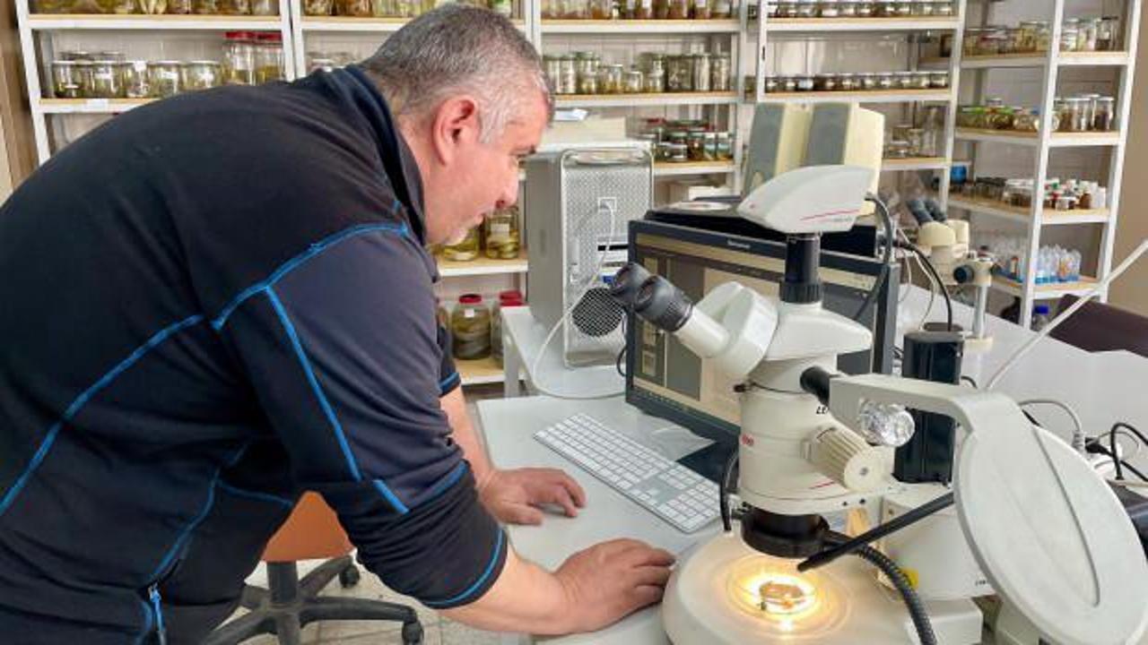 Eskişehir'de keşfedilen &ouml;r&uuml;mcek t&uuml;r&uuml; d&uuml;nya literat&uuml;r&uuml;ne girdi