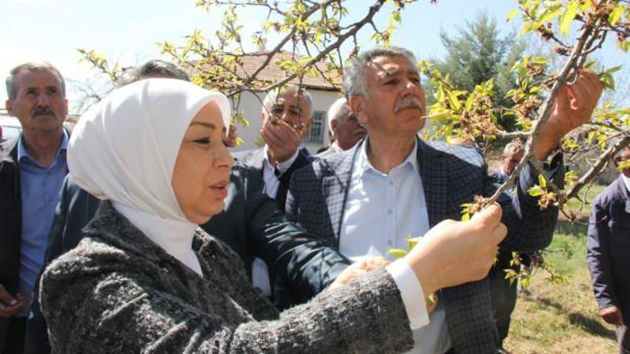 Malatya&rsquo;da zirai don nedeniyle hasar tespit &ccedil;alışmaları başladı 