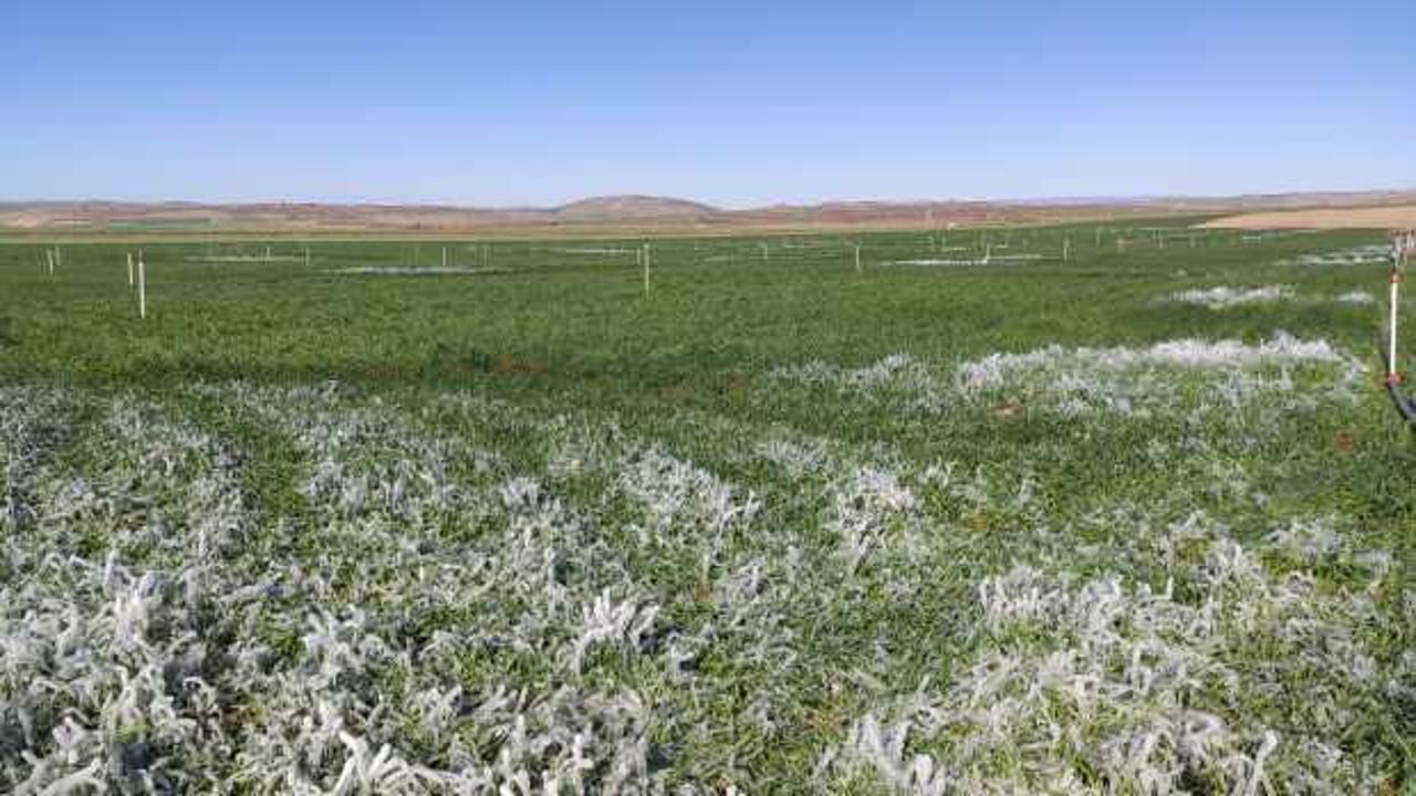 Mardin&rsquo;de baharı beklerken kış geri d&ouml;nd&uuml;! Sulanan araziler buz tuttu   