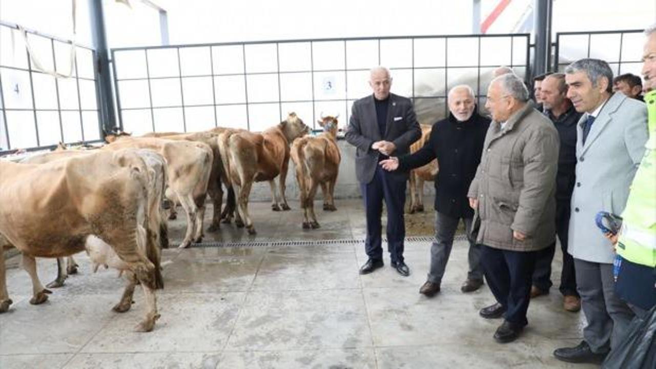 Ordu'da hayvancılığın geliştirilmesi için çiftçilere 300 inek dağıtıldı