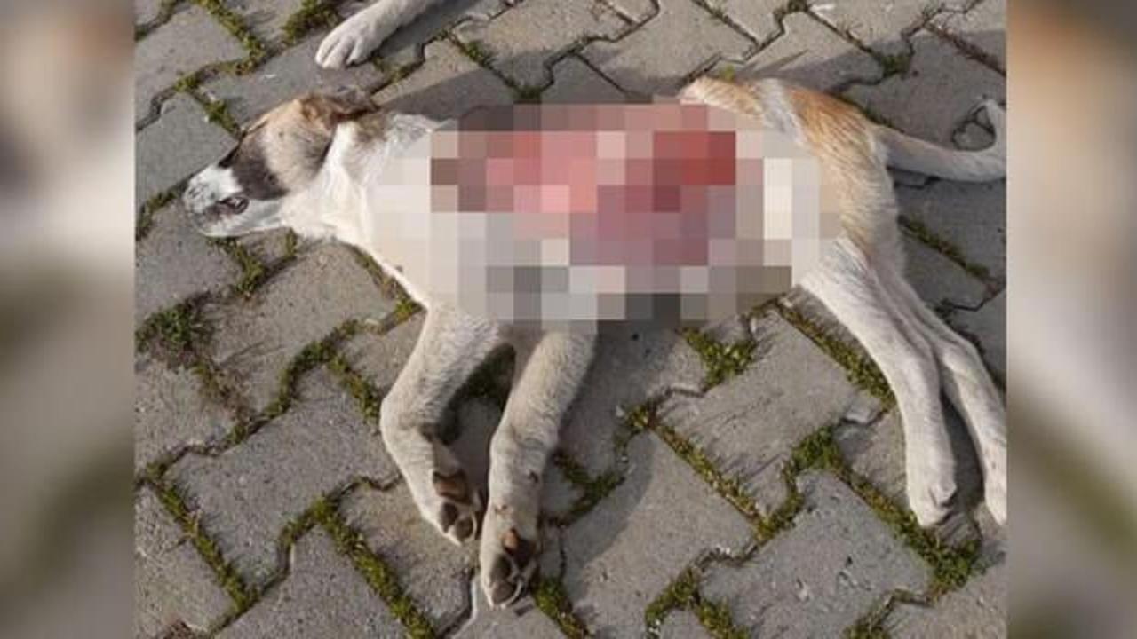 Yavru k&ouml;pek, derisinin bir kısmı y&uuml;z&uuml;lm&uuml;ş halde &ouml;l&uuml; bulundu