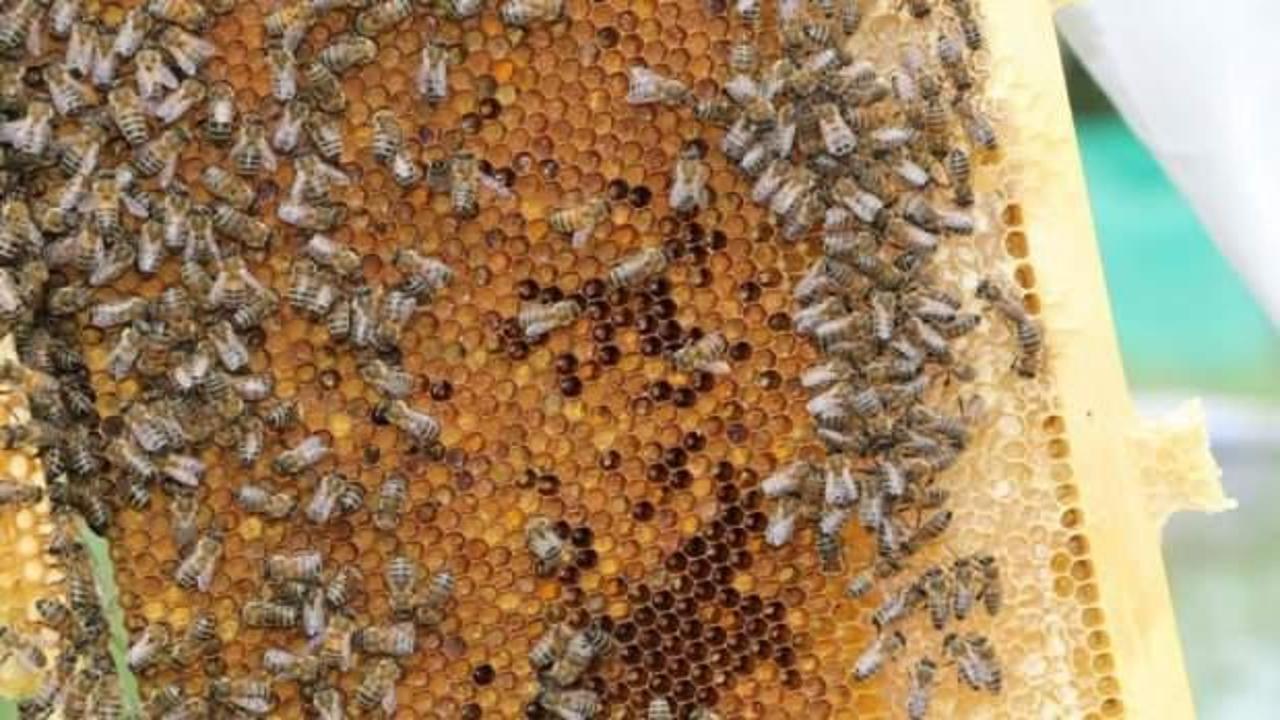 Anzer Balı d&uuml;nyanın bir&ccedil;ok &uuml;lkesinden talep g&ouml;r&uuml;yor! 