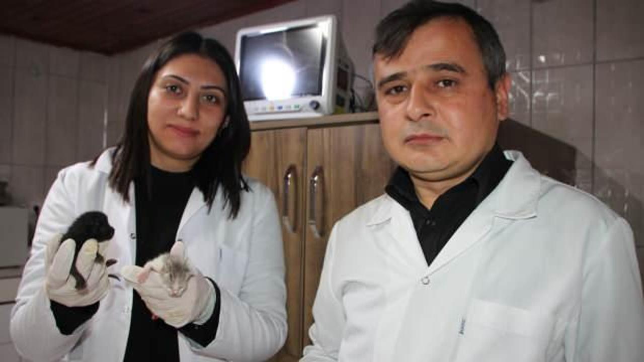 Bilecik&rsquo;te 4 kedi kordon bağları birbirlerine yapışık doğdu