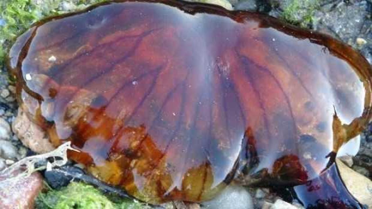 Çanakkale Boğazı'nda zehirli denizanaları görüldü, uzmanı uyardı