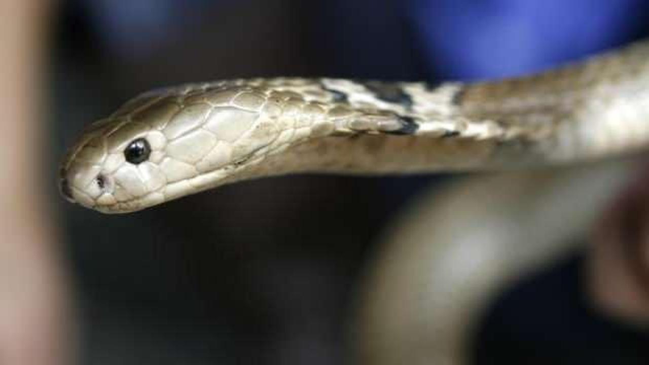 Evinde 124 yılanla yaşayan adam yılan ısırığından öldü