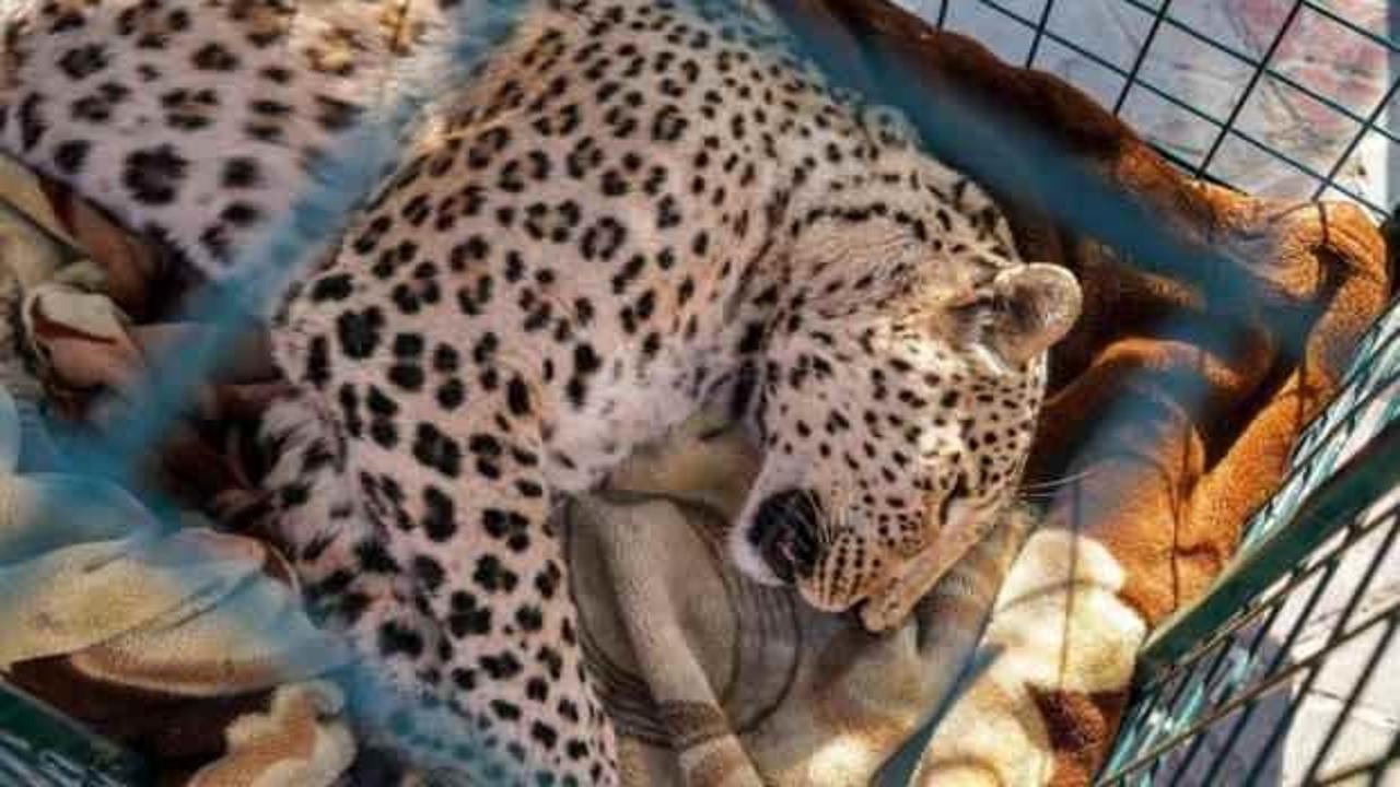 İran'da başıboş leopar korku saçtı