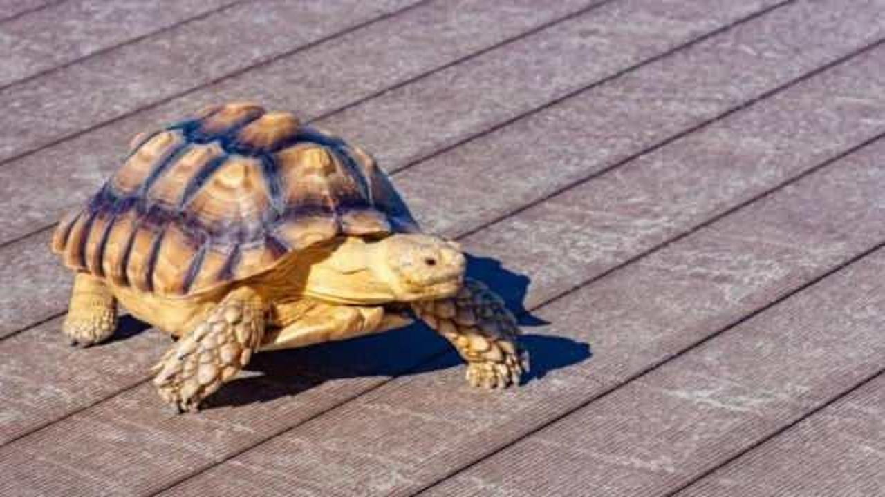 Japonya havaalanlarındaki 'istilacı kaplumbağalara' savaş açtı