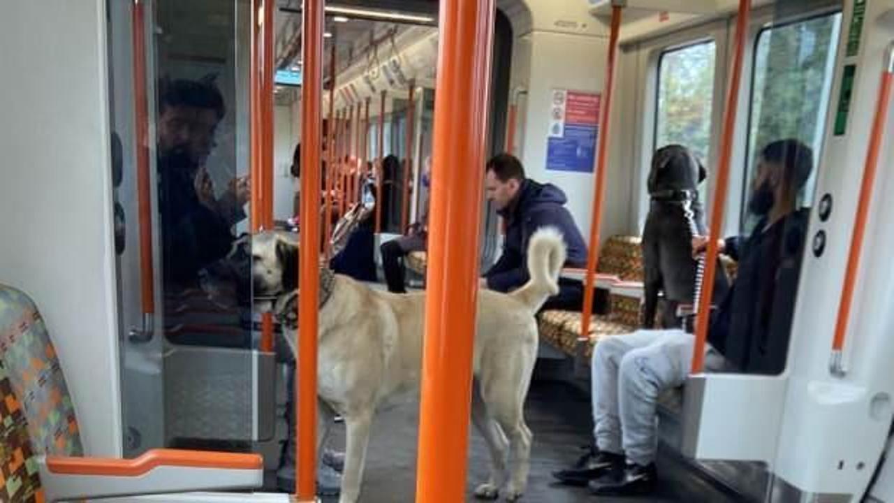 Londra metrosunda 'Sivas kangalı' Sosyal medyada viral oldu