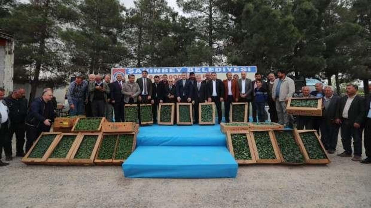 Şahinbey Belediyesi'nden çiftçilere vermiş olduğu fide desteği 22 milyonu buldu