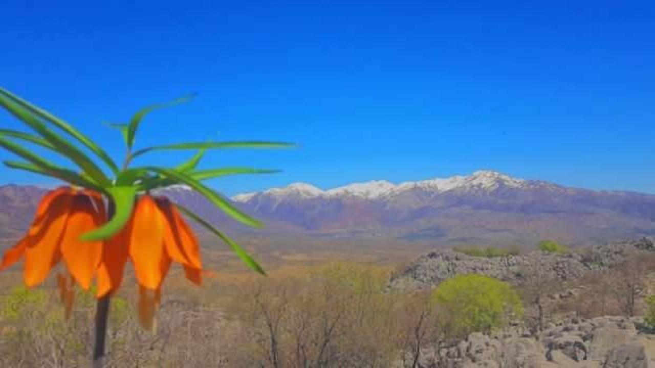 Ters laleleri koparan yandı! Cezası tam 80 bin 465 lira