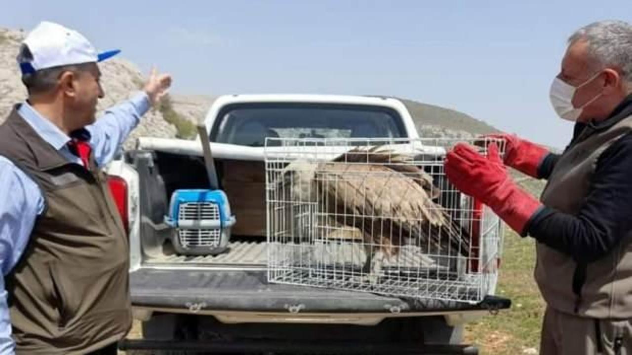 Elazığ&rsquo;da a&ccedil; ve yorgun bulunan akbaba, doğaya bırakıldı   