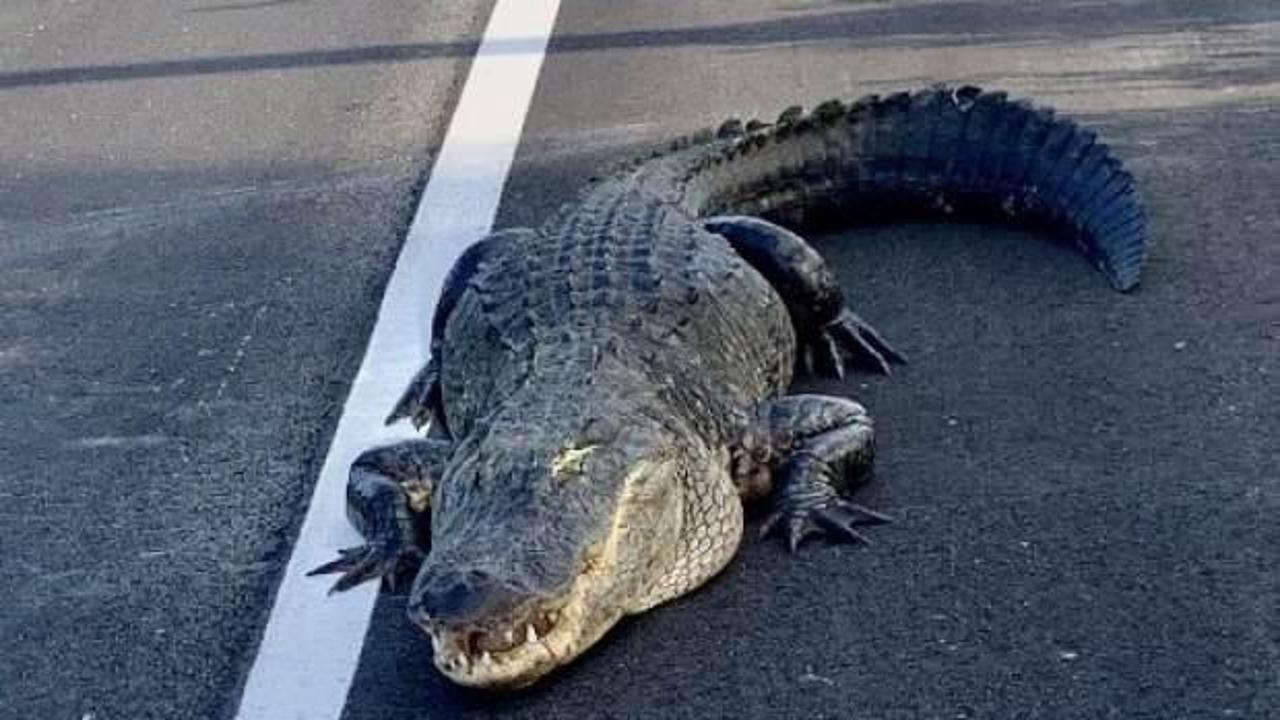 Florida'da yola çıkan timsah trafiği kilitledi
