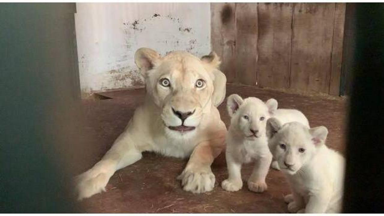 Kuzey Makedonya’da 20 yıl sonra üç beyaz aslan doğdu