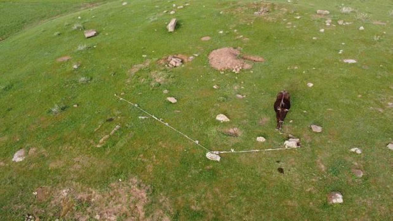 Dron çekimi yapan iki arkadaş yaylada mahsur kalan ineği kurtardı 