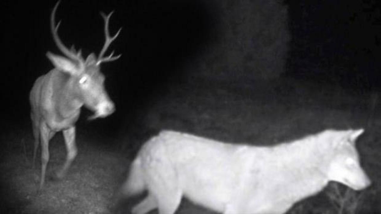 K&uuml;tahya'da yaban hayatın detayları fotokapana yansıyor