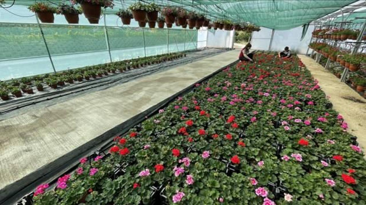Meslek lisesinde yetiştirilen çiçekler Türkiye'nin dört bir yanında annelere ulaşacak