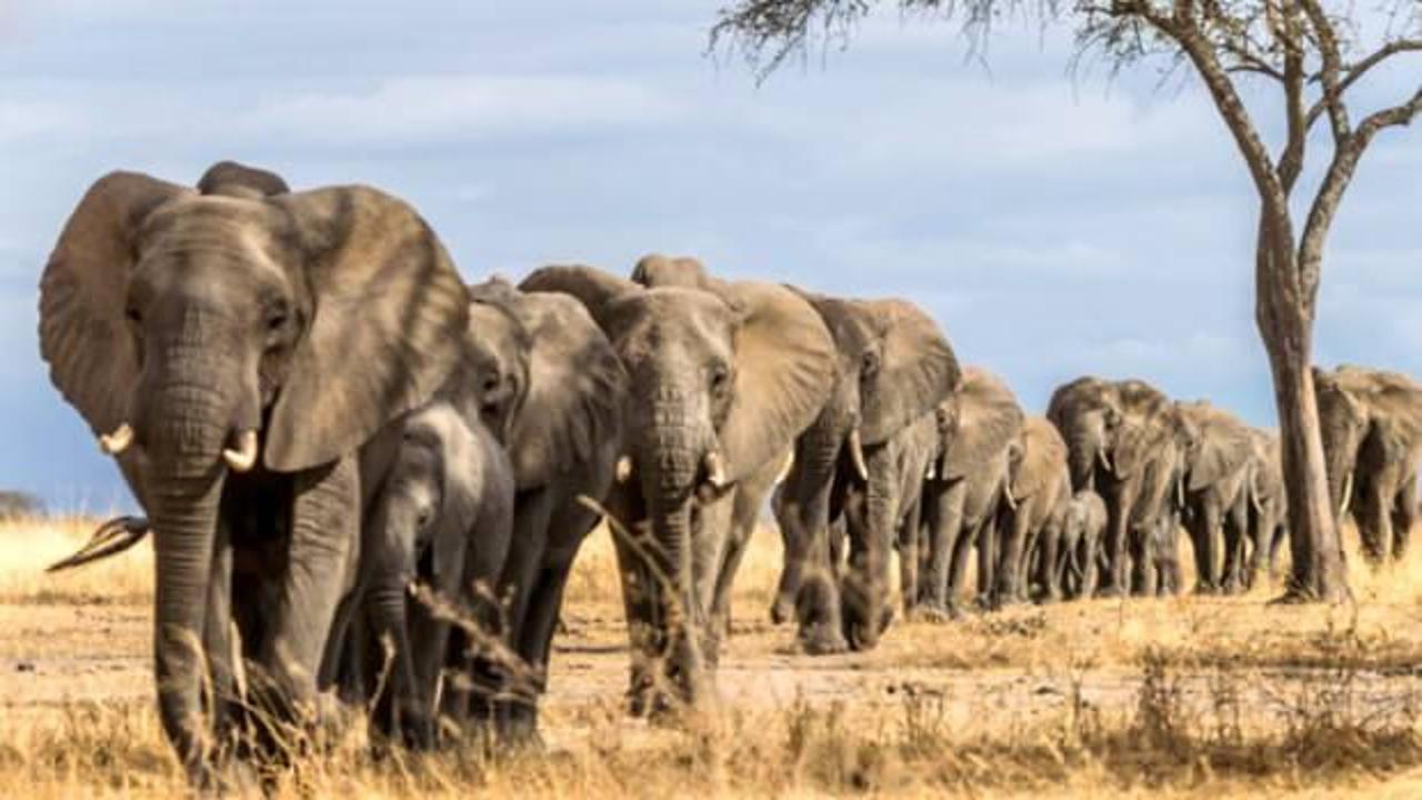 Fil kabusu: Ülkede bir yılda 60 kişi fil saldırısında öldü 