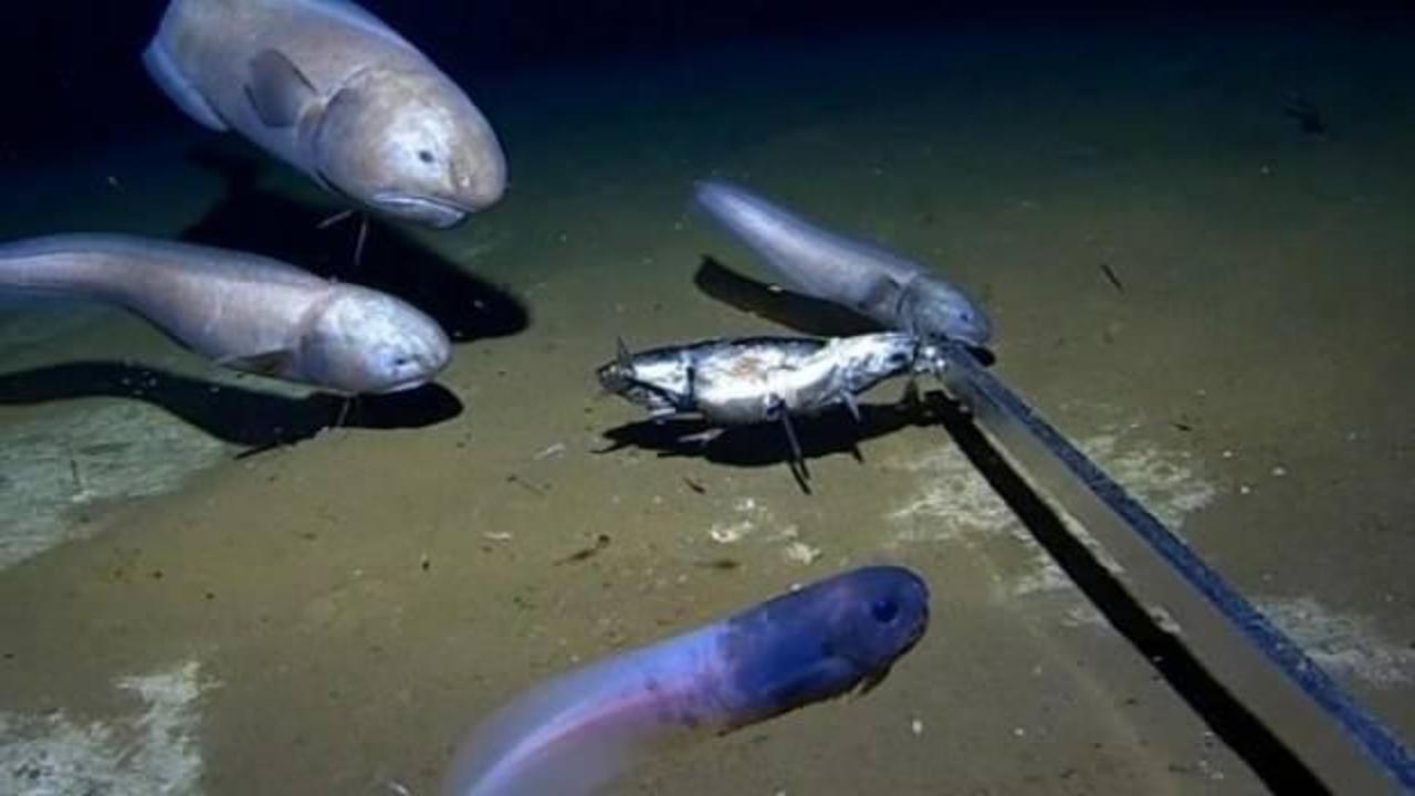 Hint Okyanusu'nda iki yeni balık türü keşfedildi