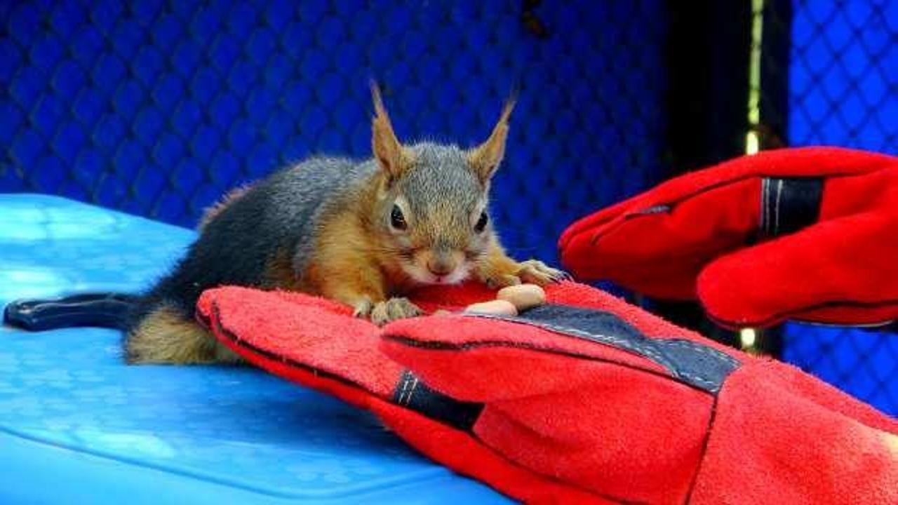 Osmaniye&rsquo;de arka ayaklarından fel&ccedil;li sincap tedaviye alındı