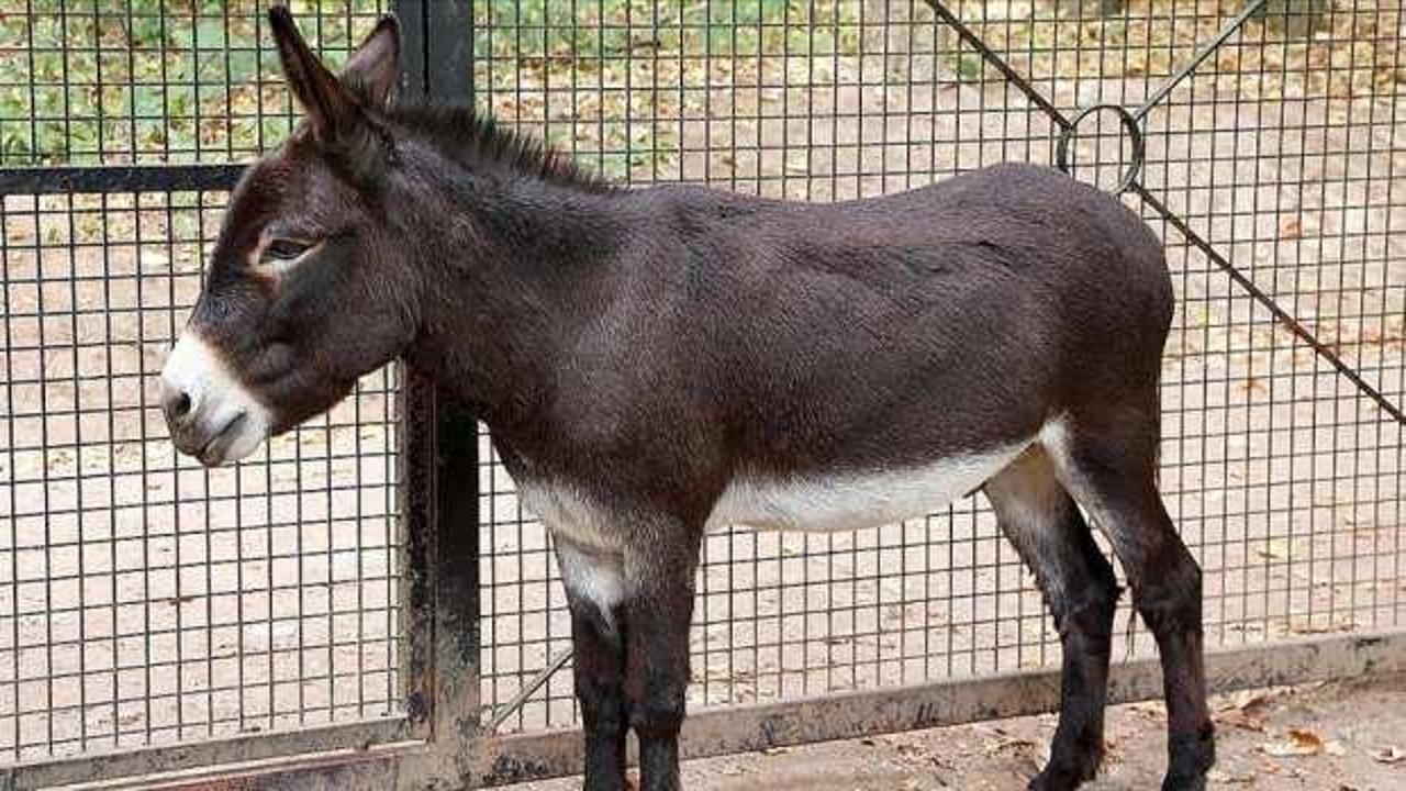 Sosyal medya platformlarında yasa dışı eşek derisi satışları artıyor