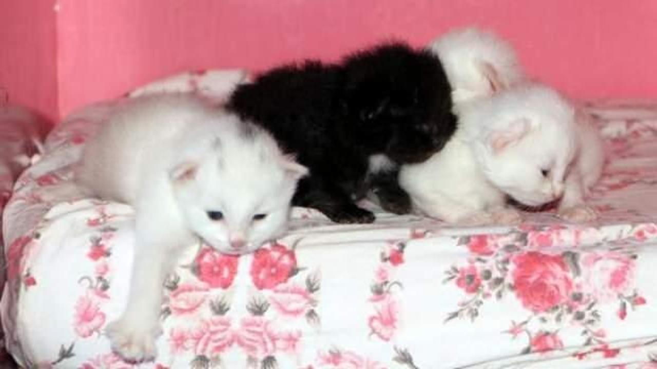 Van Kedi Villası'nda 100 yeni yavru dünyaya geldi 