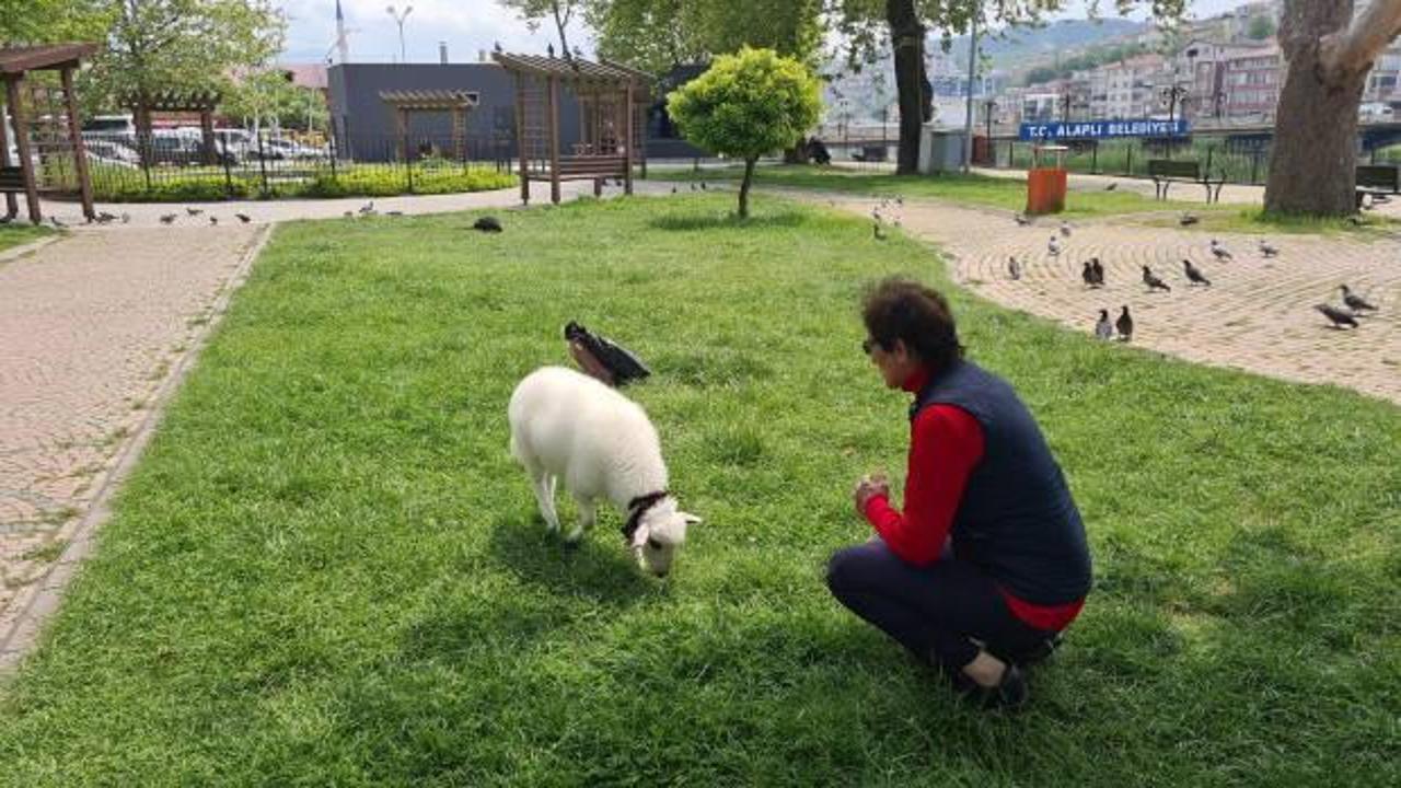 10 g&uuml;nl&uuml;kken yanına aldığı kuzusu peşinden ayrılmıyor! 