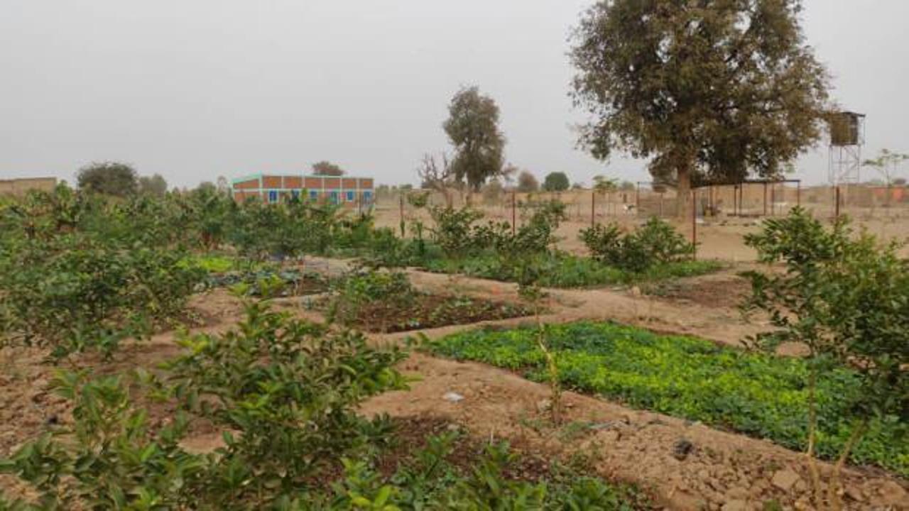 Afrika'daki kurak alanlar yemyeşil bahçe oldu