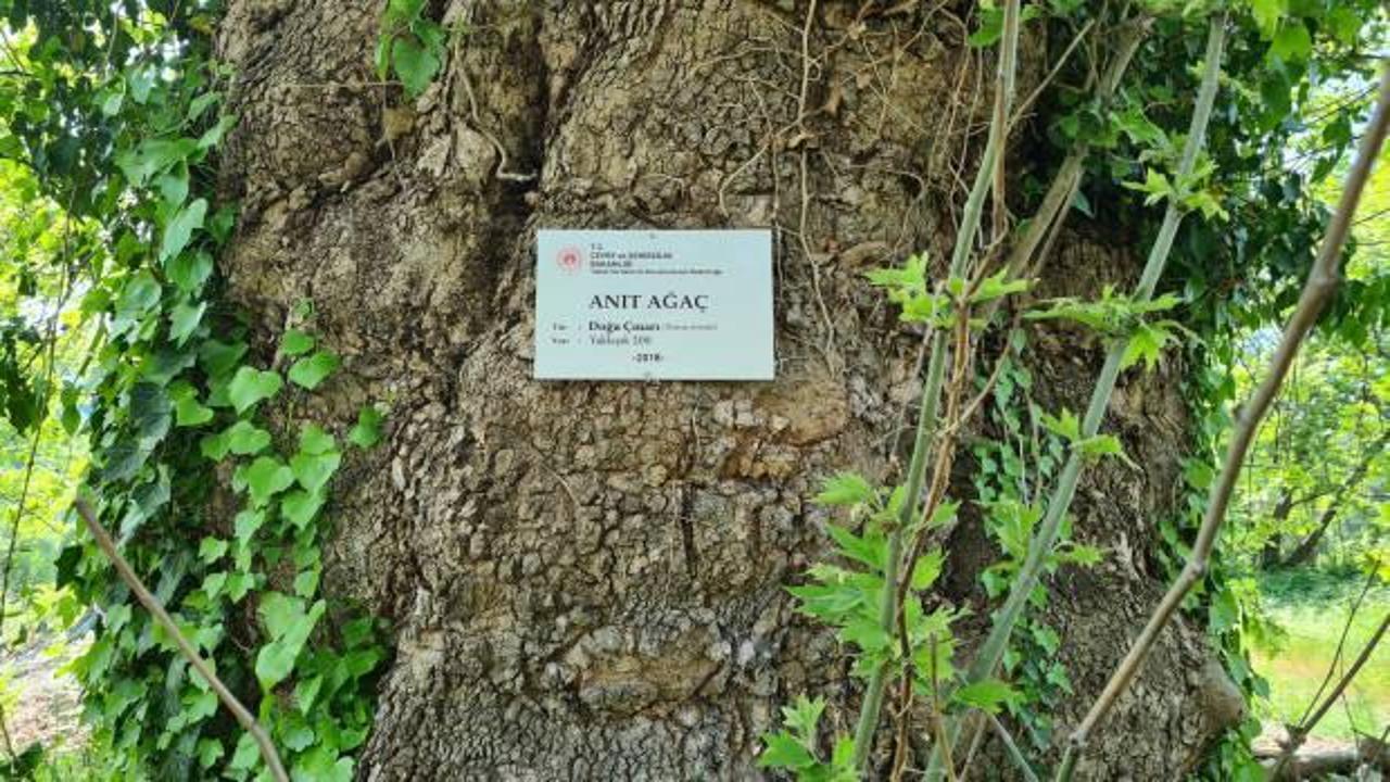 Alaplı’daki 300 yıllık çınar ağacı 'anıt ağaç' olarak tescillendi