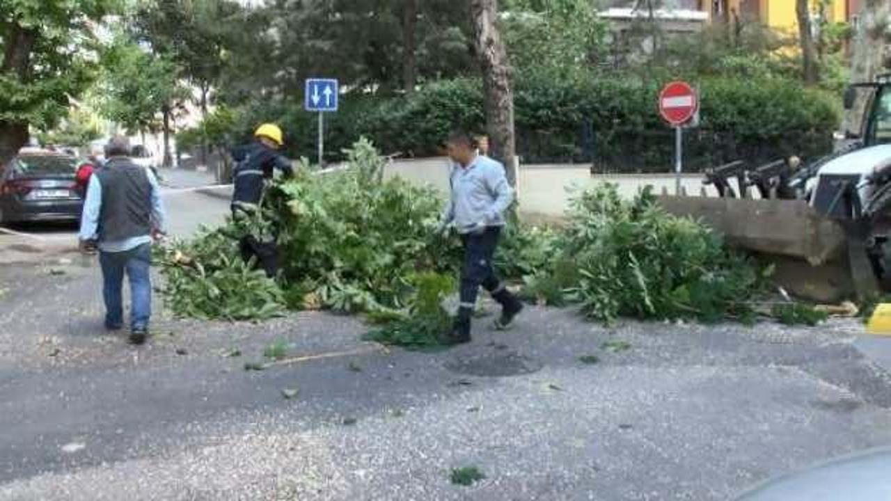 Kadıköy'de fırtına ağaç devirdi