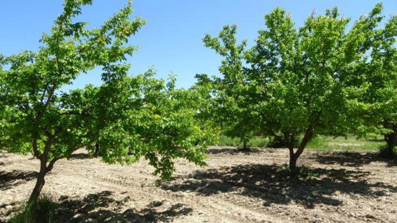 Malatya’da 300 bin kayısı ağacı doludan etkilendi