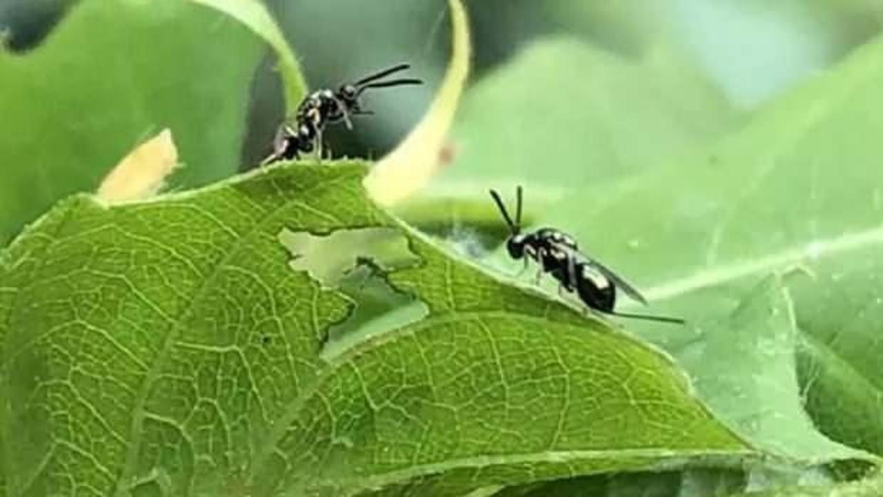 Zonguldak'ta kestaneleri korumak için doğaya böcek salındı