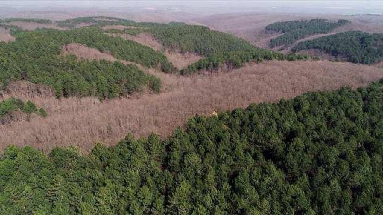4 ilde bazı alanlar orman sınırları dışına çıkartıldı