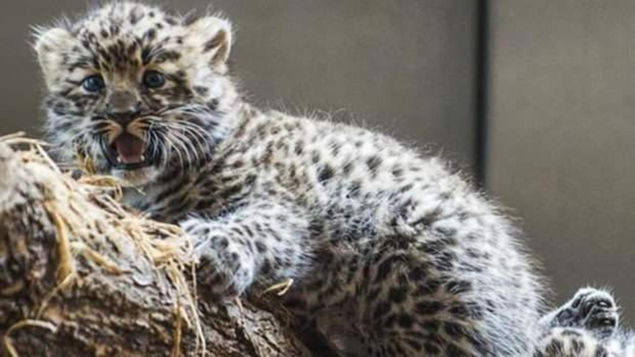 ABD’de nesli tükenmekte olan iki Amur leoparı doğdu