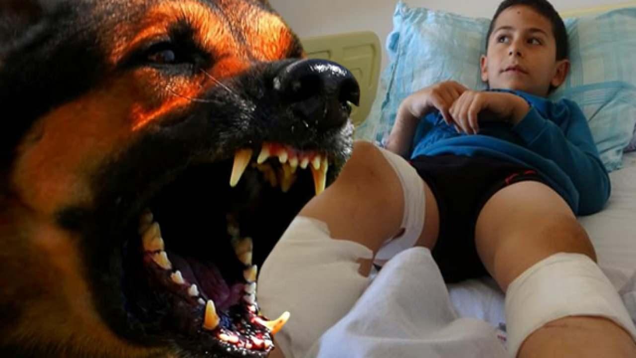 Bingöl'de köpekler saldırdı! Çocuğun bacakları parçalandı