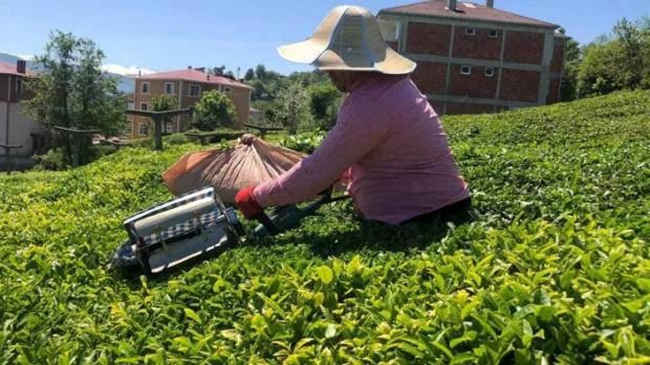ÇAYKUR 1 haftada üreticiden 20 bin ton çay aldı