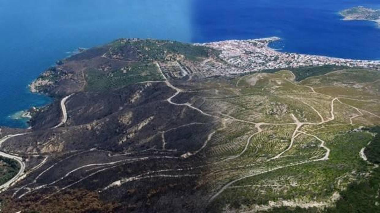 İzmir'in yanan alanları yeşillendi! 