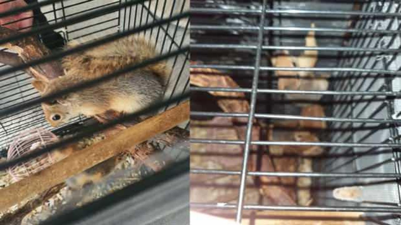 Konya'da kafese kapatılan sincaplar doğal ortamlarına kavuştu