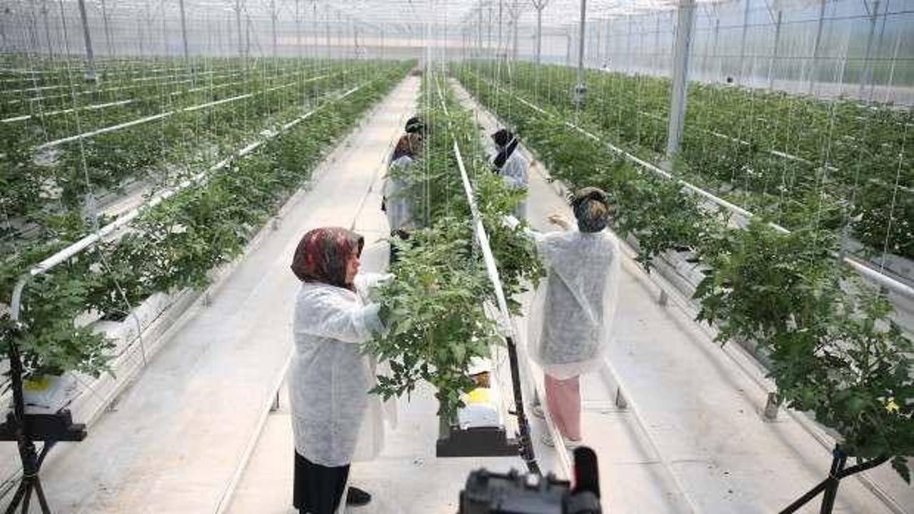 Topraksız tarımla 8 çeşit domates üretiliyor