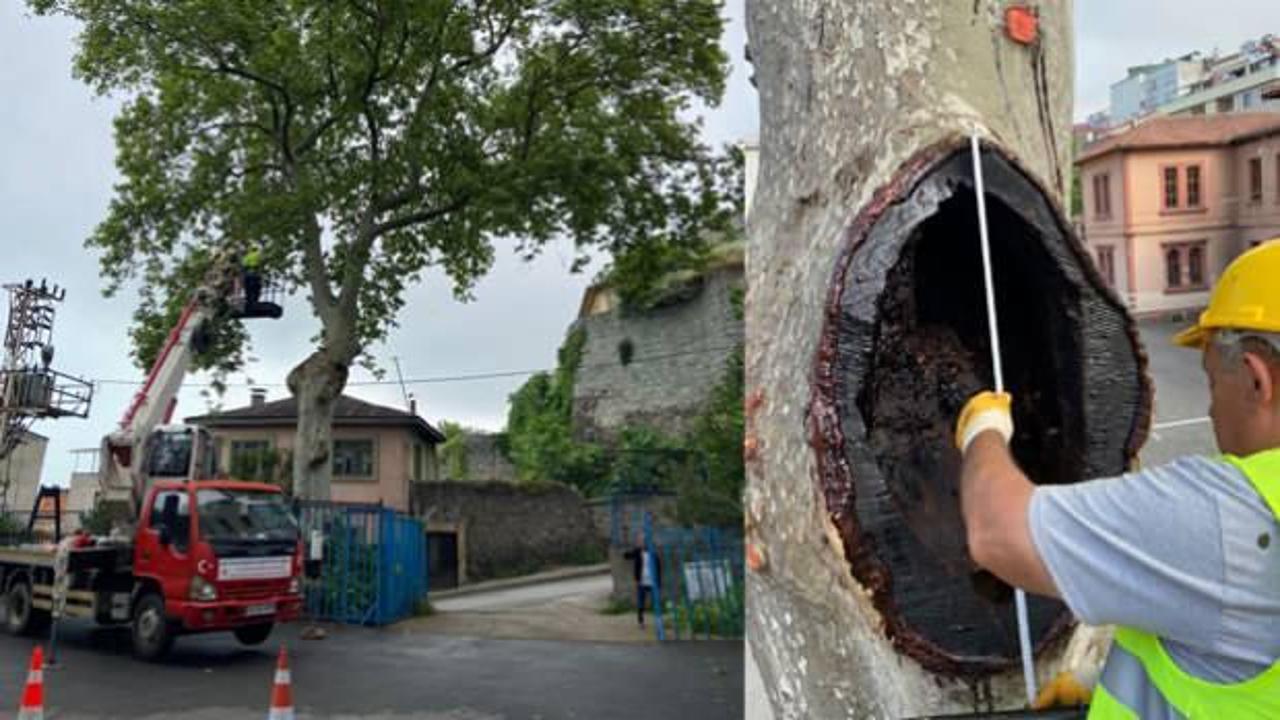 86 adet anıt ağa&ccedil; tescil edildi! 