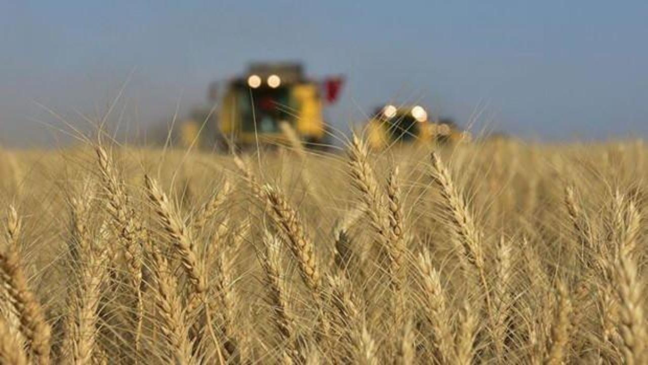 Bakanlık'tan buğday açıklaması: Uygun fiyattan satış devam edecek