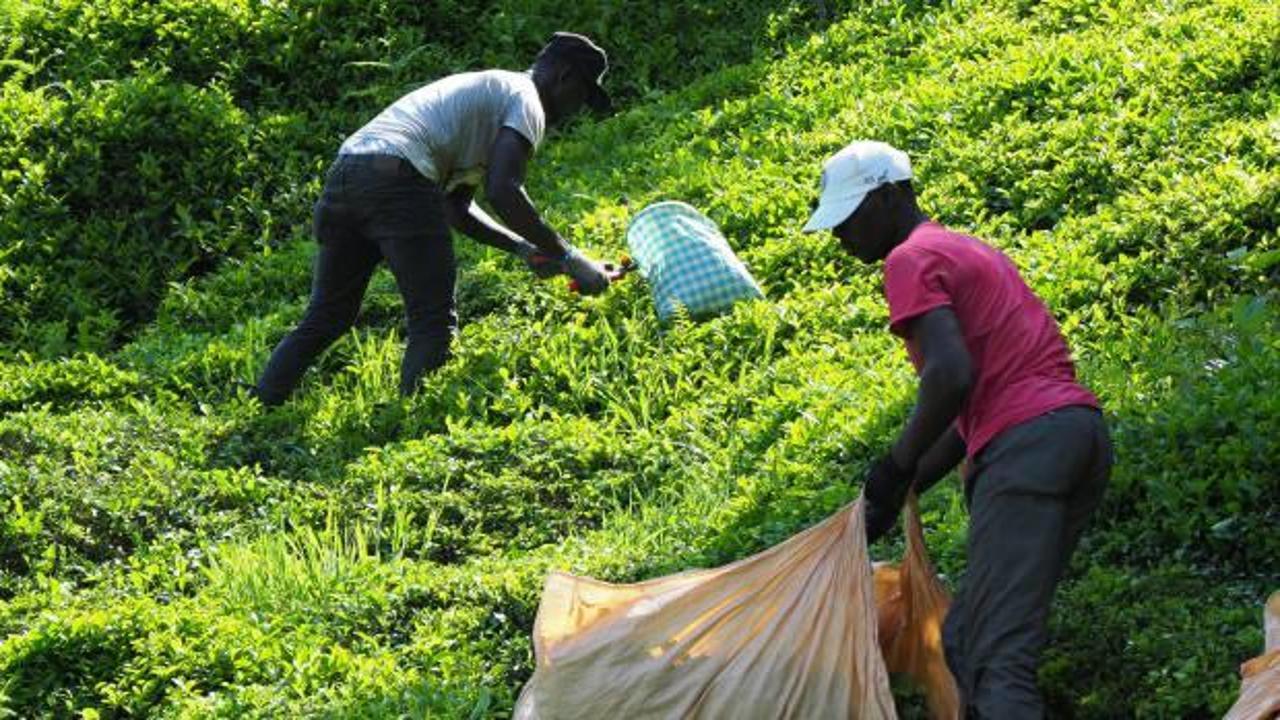 Çay hasadı bu yıl da Afrikalılara emanet