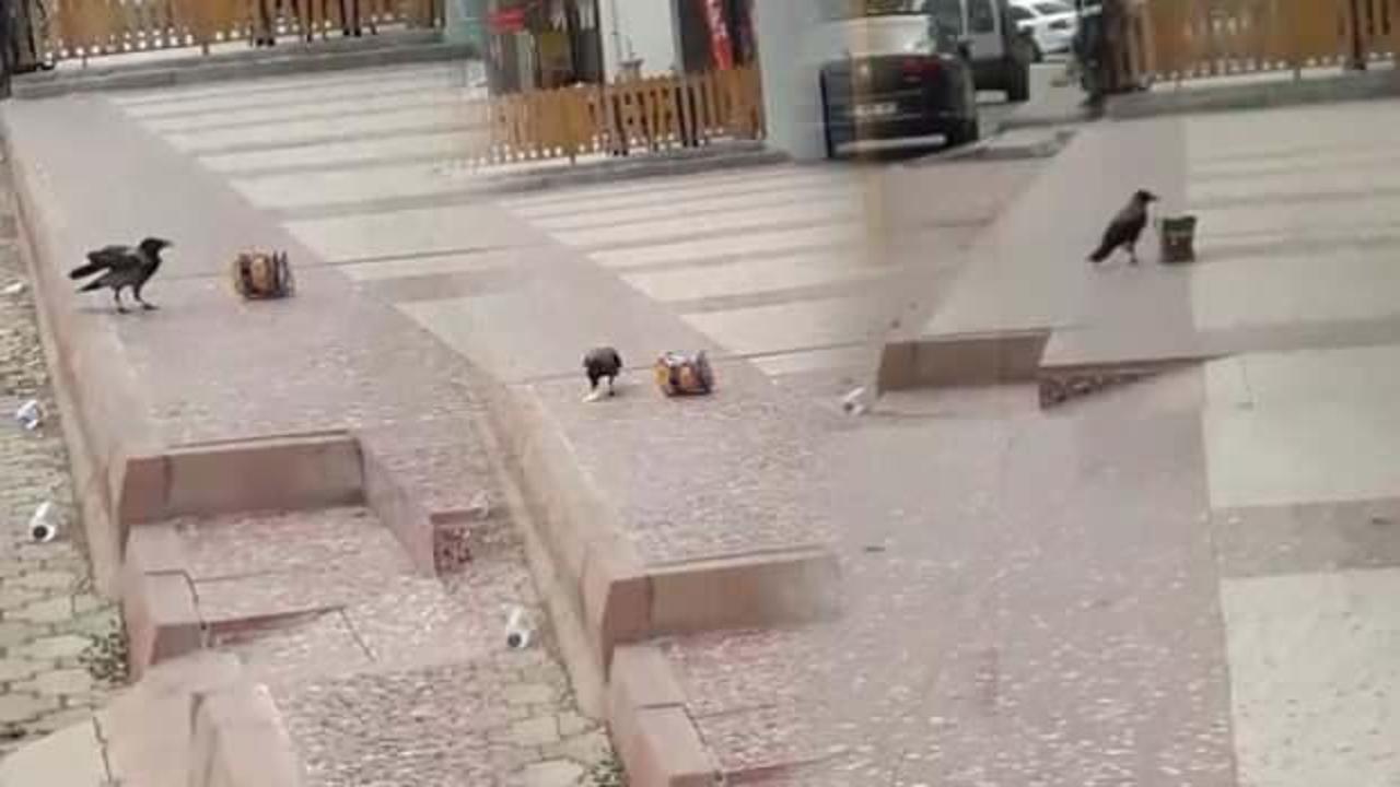 Elazığ&rsquo;da cips hırsızı karga g&ouml;renleri şaşırttı!   