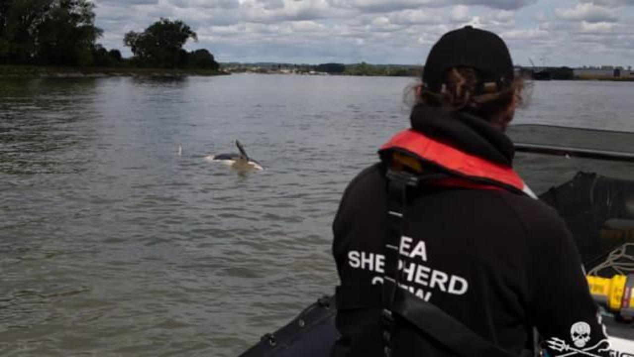 Fransa'da ötenazi yapılması planlanan katil balinadan kötü haber