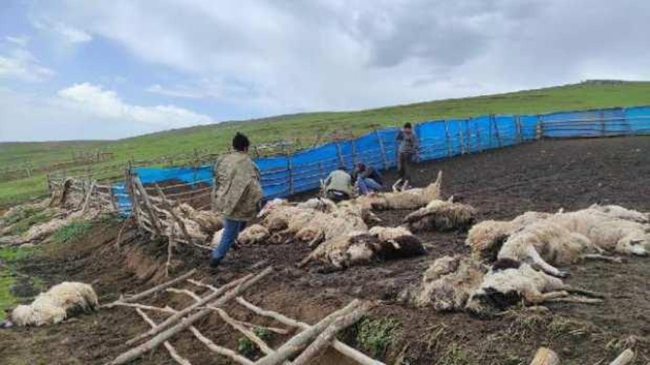 Gök gürültüsünden ürküp birbirini ezen 108 koyun öldü