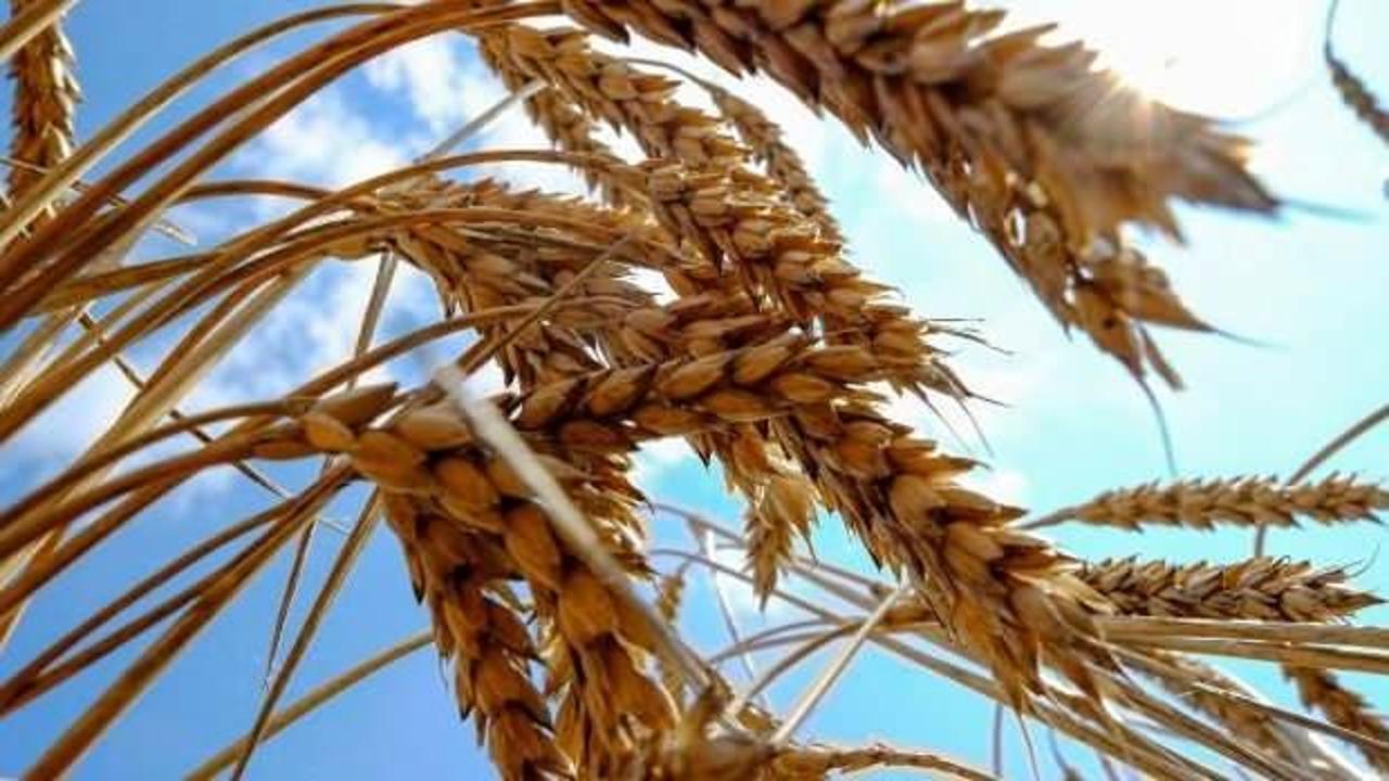 Türkiye'yi rahatlatan açıklama: Buğdayda bu yıl 19,5 milyon ton rekolte bekleniyor