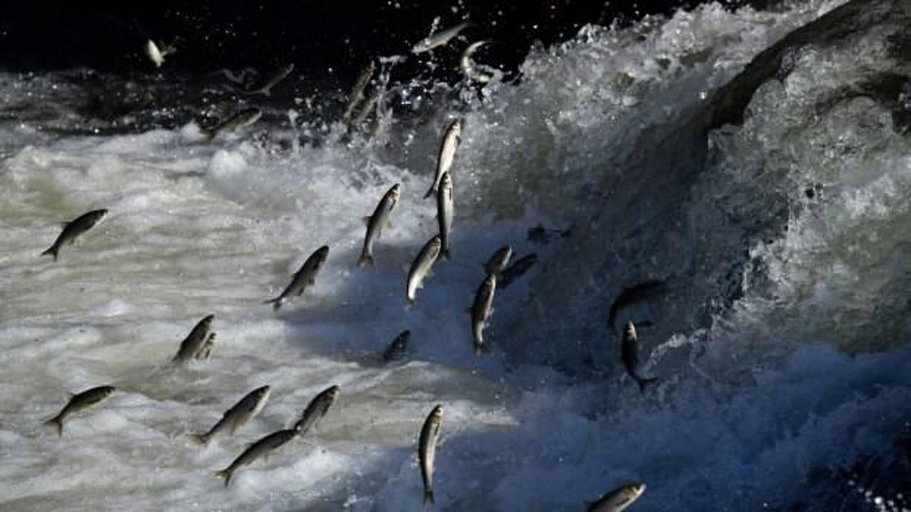Van'da İnci Kefali'nin tersine yolculuğu ş&ouml;lene  d&ouml;n&uuml;şt&uuml;