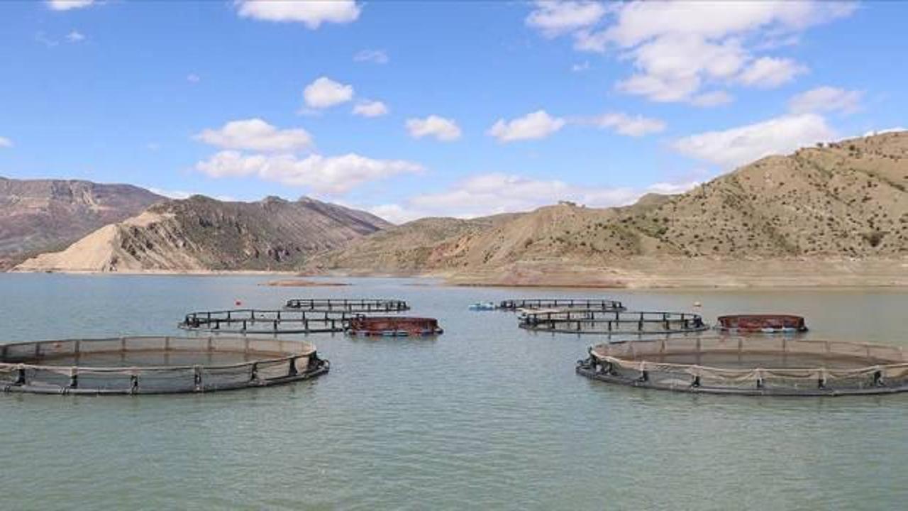 Alkumru Baraj Gölü'nde kafeslerde yılda 200 ton alabalık yetiştiriliyor